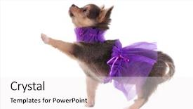  Presentation with paw - Audience pleasing presentation theme consisting of puppy paws - funny dressed chihuahua marching backdrop and a white colored foreground