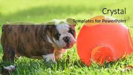  Presentation with english bulldog - Slide set consisting of puppy playing with a ball outside in the grass - 9 week old english bulldog background and a yellow colored foreground