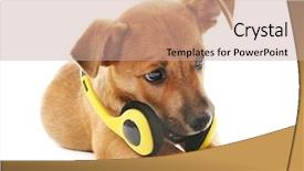  Presentation with brown sugar isolated on white - Presentation with puppy playing with headphones isolated background and a  colored foreground