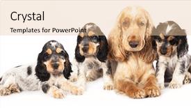  Presentation with puppy english cocker spaniel - Amazing theme having puppy purebred english cocker backdrop and a lemonade colored foreground