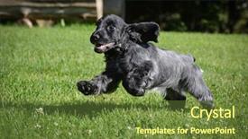 Presentation with english alphabet set in old - Presentation theme consisting of puppy running - blue roan english background and a tawny brown colored foreground