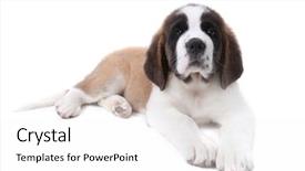  Presentation with cake grain and saint - Cool new slides with puppy saint bernard backdrop and a  colored foreground