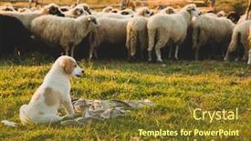  Presentation with sheepdog - Presentation enhanced with puppy-sheepdog-dog-watching background and a tawny brown colored foreground