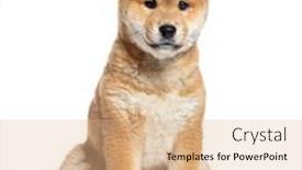  Presentation with puppy - Presentation theme having puppy-shiba-inu-two-months background and a coral colored foreground