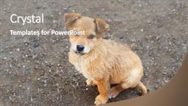  Presentation with puppy - Slide set enhanced with puppy sitting at the ground background and a gray colored foreground