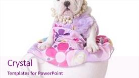  Presentation with english bulldog - Cool new slide set with puppy sitting inside a teacup backdrop and a lemonade colored foreground