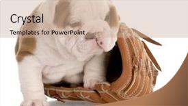  Presentation with puppy english cocker spaniel - Slides having puppy sitting inside leather baseball background and a coral colored foreground