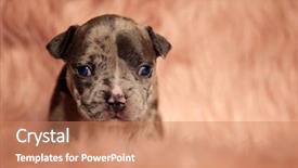  Presentation with american - Beautiful PPT layouts featuring puppy sitting on pink furry backdrop and a coral colored foreground
