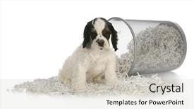  Presentation with old paper - PPT theme with puppy sitting in recycled paper background and a light gray colored foreground