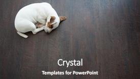  Presentation with sleeping - Colorful PPT theme enhanced with puppy sleeping at warm floor backdrop and a dark gray colored foreground