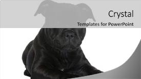  Presentation with pit bull - Beautiful PPT theme featuring puppy staffordshire bull terrier 2 backdrop and a light gray colored foreground