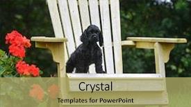  Presentation with geranium - Colorful theme enhanced with puppy standing on chair beside geranium plant outside in the summer backdrop and a yellow colored foreground