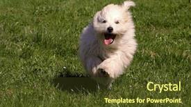  Presentation with puppy - Beautiful presentation theme featuring puppy uncommon breed of dog backdrop and a  colored foreground