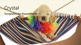  Presentation with vacation - Audience pleasing slides consisting of puppy vacation - cute cocker spaniel backdrop and a lemonade colored foreground