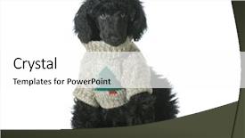  Presentation with white christmas - Slide deck enhanced with puppy wearing silly christmas sweater background and a white colored foreground