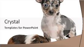  Presentation with guinea pig - PPT layouts with puppy with a guinea pig background and a light gray colored foreground