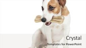  Presentation with dog bone chewing - Slides with puppy with bone dog chewing background and a soft green colored foreground