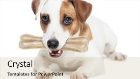  Presentation with dog bone chewing - Cool new PPT theme with puppy with bone dog chewing backdrop and a soft green colored foreground