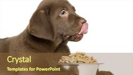  Presentation with old dog - Presentation theme consisting of puppy with full dog bowl background and a tawny brown colored foreground