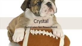  Presentation with cute christmas pug puppy dog - Colorful presentation design enhanced with puppy with stuffed football - english backdrop and a coral colored foreground