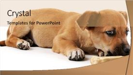  Presentation with bone - Presentation design featuring puppy with toy bone isolated background and a  colored foreground