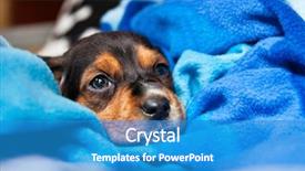  Presentation with dog park animal jack - Presentation theme with puppy wrapped in blanket dog background and a teal colored foreground