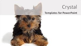  Presentation with hypertension at a young age - Theme enhanced with puppy yorkshire terrier at the age of 2 5 months background and a light gray colored foreground