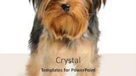  Presentation with puppy - Audience pleasing slides consisting of puppy yorkshire terrier backdrop and a coral colored foreground