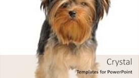  Presentation with hypertension at the productive age - Amazing PPT layouts having puppy yorkshire terrier at the age of 8 months on the white background backdrop and a coral colored foreground
