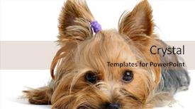  Presentation with puppy - Audience pleasing theme consisting of puppy yorkshire terrier backdrop and a coral colored foreground