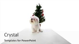  Presentation with pure white - PPT theme featuring pure bred bichon frise sites in front of a christmas tree for christmas or any winter holiday on white with a grey floor background and a white colored foreground