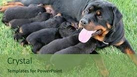  Presentation with nursing - Presentation consisting of pure-bred rottweiler dog nursing background and a seafoam green colored foreground