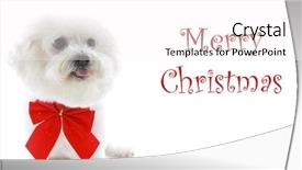  Presentation with pure white - Presentation theme with pure breed bichon frise wears a red bow with merry christmas text isolated on white text is easily replaced with your text background and a white colored foreground