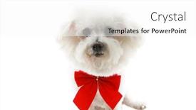  Presentation with pure white - Beautiful presentation featuring pure breed bichon frise wears a red bow isolated on white backdrop and a white colored foreground