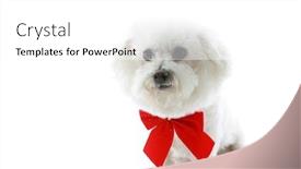  Presentation with pure white - Colorful PPT theme enhanced with pure breed bichon frise wears a red bow with room for your text isolated on white backdrop and a white colored foreground
