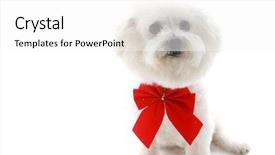  Presentation with pure white - Presentation theme with pure breed bichon frises wears a red bow with room for your text isolated on white text is easily replaced with your text background and a white colored foreground