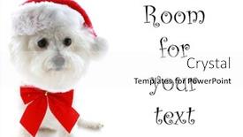  Presentation with pure white - Audience pleasing presentation theme consisting of pure breed bichon frises wears a red bow and her santa claus hat with room for your text isolated on white text is easily replaced with your text backdrop and a white colored foreground