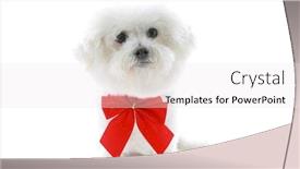  Presentation with pure white - Presentation featuring pure breed bichon frises wears a red bow with room for your text isolated on white text is easily replaced with your text background and a sky blue colored foreground