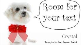  Presentation with pure white - Cool new presentation design with pure breed bichon frises wears a red bow with room for your text isolated on white text is easily replaced with your text backdrop and a white colored foreground