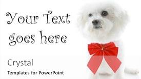  Presentation with pure white - Presentation theme enhanced with pure breed bichon frises wears a red bow with room for your text isolated on white text is easily replaced with your text background and a white colored foreground