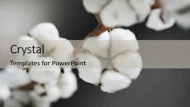  Presentation with plant cotton - Slides with pure cotton background and a light gray colored foreground