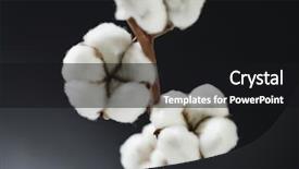  Presentation with plant cotton - Theme enhanced with pure cotton background and a black colored foreground