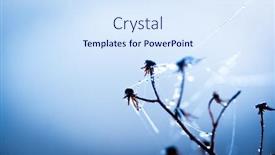  Presentation with dew - Slide set featuring pure-dew-drops-on-dried background and a sky blue colored foreground