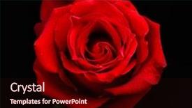  Presentation with red rose bush - PPT layouts having pure heart - beautiful bright red rose closeup background and a wine colored foreground