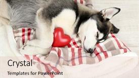  Presentation with husky - Beautiful PPT layouts featuring serious businessman with tablet in hand in suit sitting on a pile of giant books in front of a textured grey wall backdrop and a light gray colored foreground