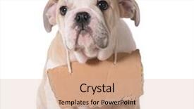  Presentation with adoption - PPT theme featuring lentils - mung beans detailed close-up background and a coral colored foreground