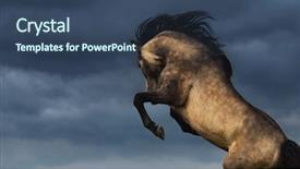  Presentation with skies - Slide set enhanced with purebred andalusian horse rear background and a ocean colored foreground