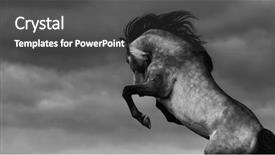  Presentation with free nature - Theme having purebred andalusian horse rear background and a dark gray colored foreground