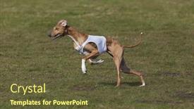  Presentation with race - PPT theme enhanced with purebred-azawakh-hound-at-lure background and a tawny brown colored foreground