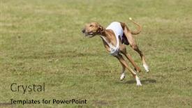 Presentation with running race - Audience pleasing slides consisting of purebred-azawakh-sight-hound-running backdrop and a coral colored foreground